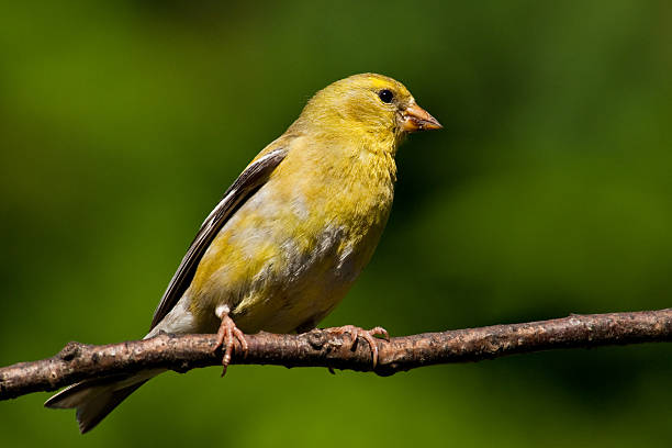 istock Female American Goldfinch Perched on a Branch 453845239