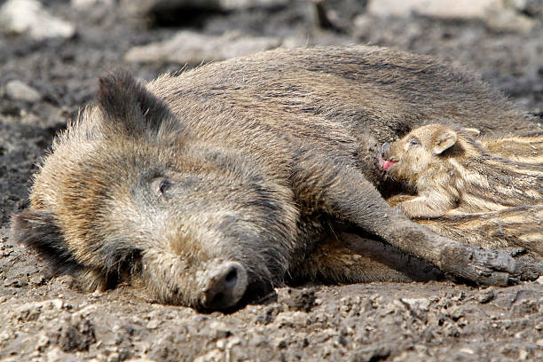 istock Wild boar family 453845483