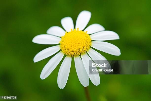 Uma Flor - Fotografias de stock e mais imagens de Cabeça de Flor - Cabeça de Flor, Colorido, Ferretoar