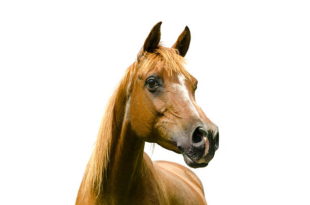 アシルアラビアの mare -白で分離 - horse arabian horse arabia white ストックフォトと画像