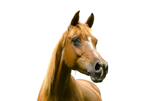 Asil Arabian mare (Asil means - this arabian horses are of pure egyptian descent). Isolated on white. 