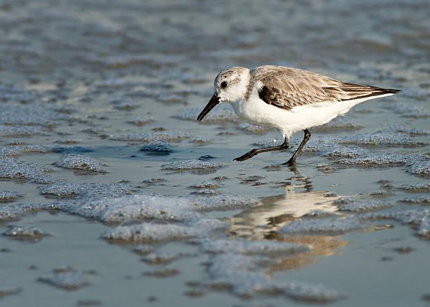 Calidris Alba stock photo