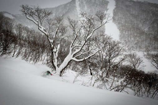 A skier makes a deep turn at Honshu's most famous powder ski resort- Cortina in Hakuba, Japan.