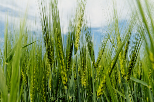 Green wheat on a grain field in spring