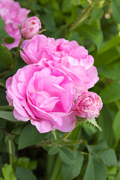 istock pink tea roses bush in bloom 453847593