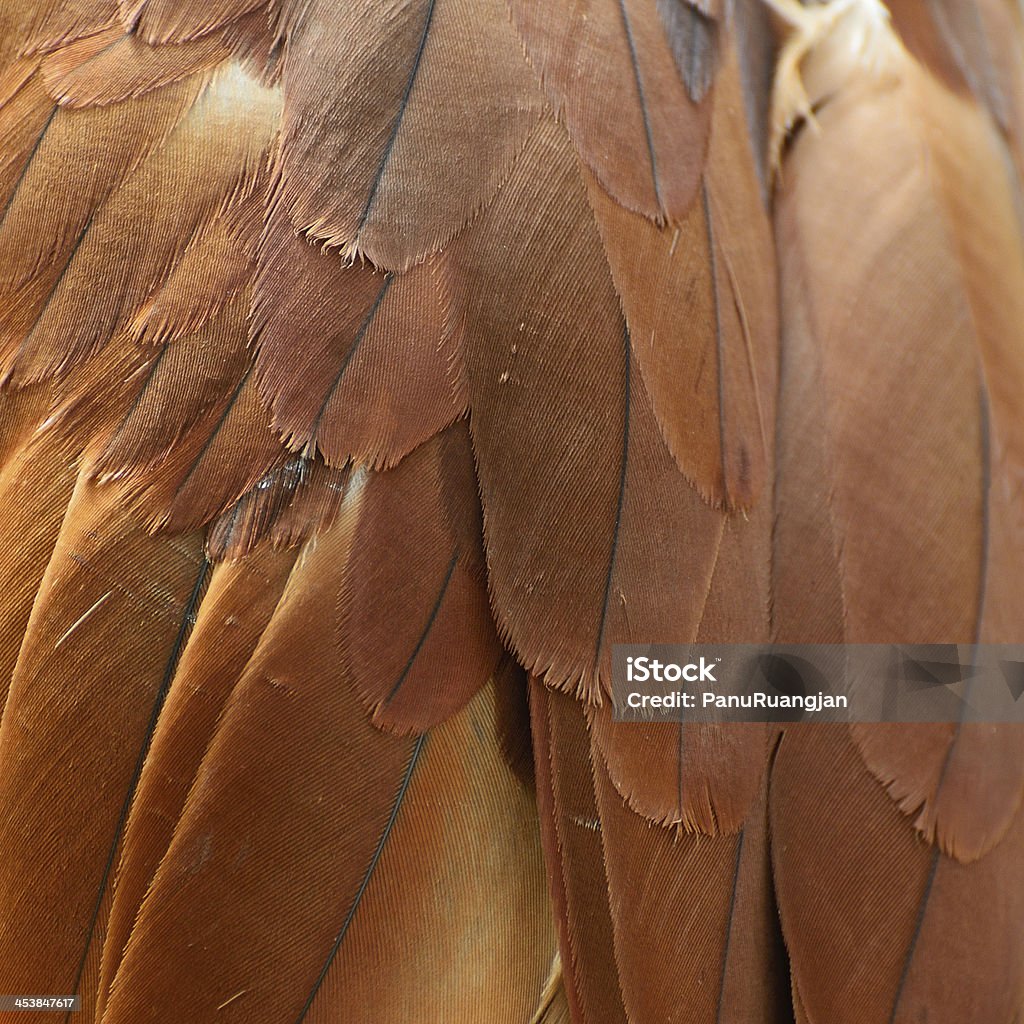 Brahminenweih Federn - Lizenzfrei Abstrakt Stock-Foto