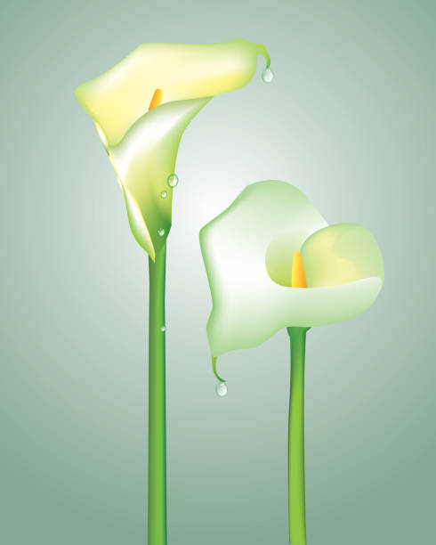ilustrações, clipart, desenhos animados e ícones de copo de leite - lily calla lily flower single flower