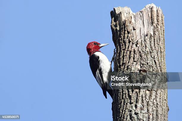 Redheaded Woodpecker Stock Photo - Download Image Now - Animal, Animal Wildlife, Animals In The Wild