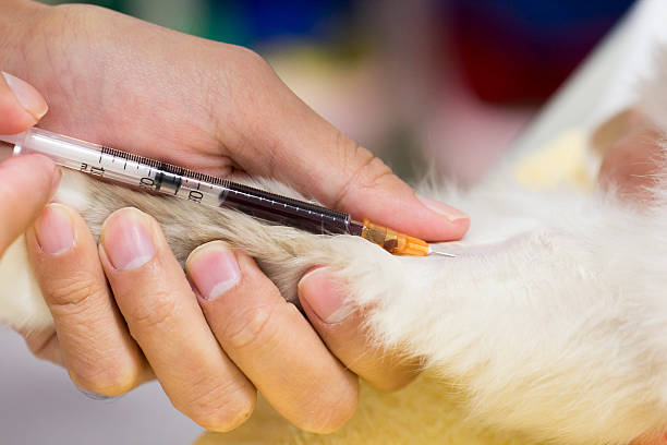 veterinario la extracción de sangre - sangre de animal fotografías e imágenes de stock