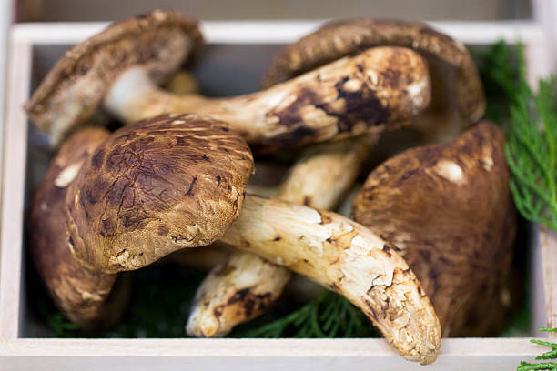 Mushrooms Matsutake mushrooms are prized by the Japanese and Chinese for their distinct spicy-aromatic odor. matsutake mushroom stock pictures, royalty-free photos & images