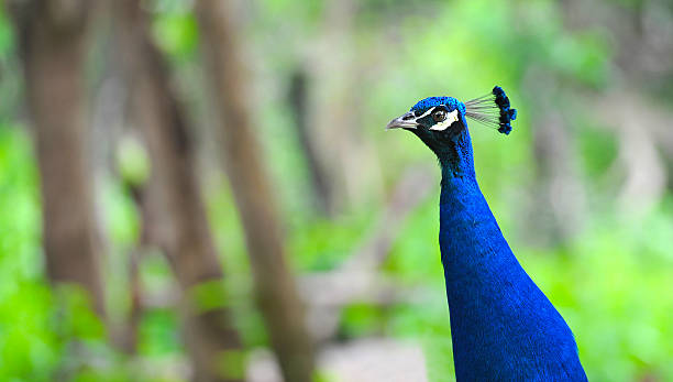 istock Head of peacock closeup 453850857