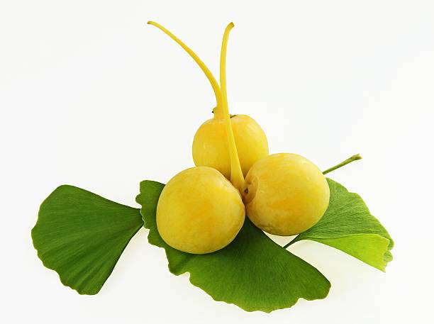 fruits and leaves of ginkgo biloba tree stock photo