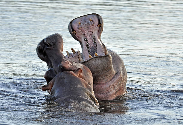 hippopotame agressif - animal hippopotamus africa yawning photos et images de collection