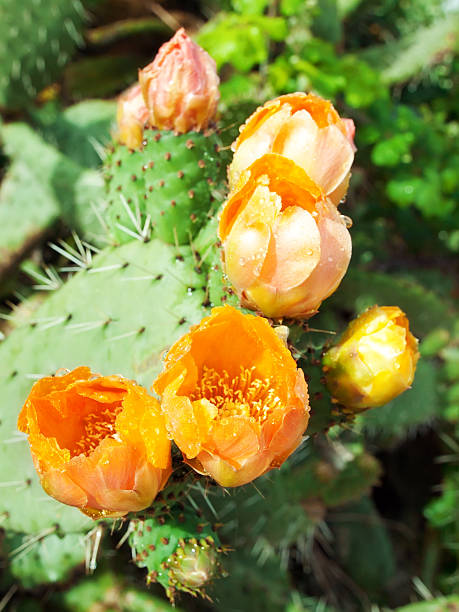 istock Flowers of Prickly pear plant (cactus) or Paddle  after rain 453857357