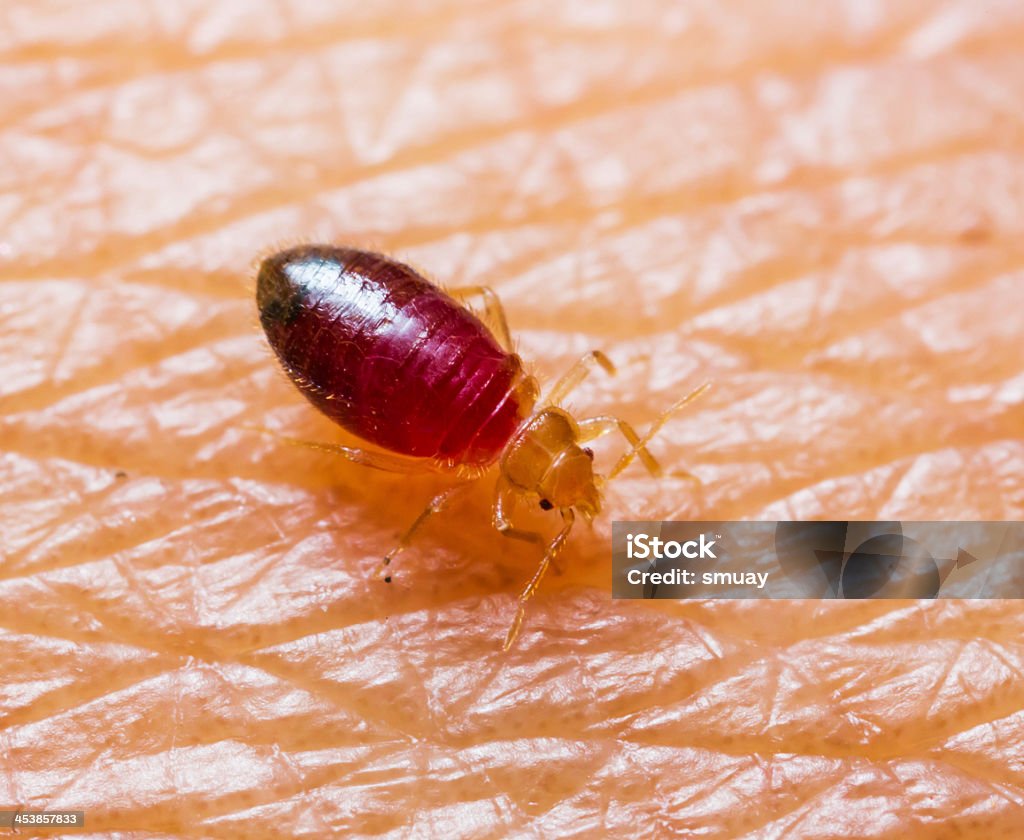 A baby bedbug standing on human skin Baby bedbug or cimex after sucked blood from skin Bedbug Stock Photo