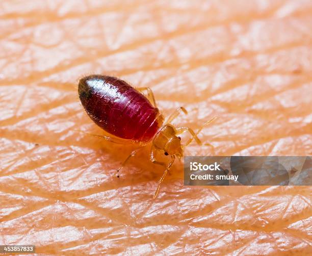 A Baby Bedbug Standing On Human Skin Stock Photo - Download Image Now - Bedbug, Biting, Animal