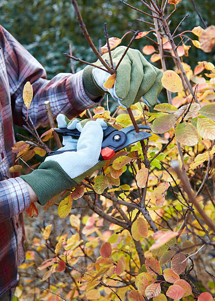 istock Man pruning bush in garden 453858329