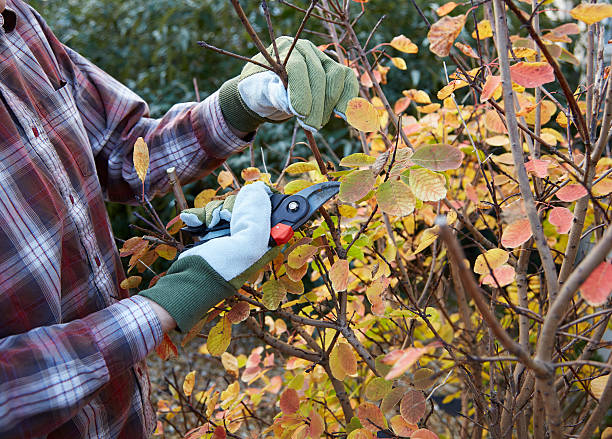 istock Man pruning bush in garden 453859649
