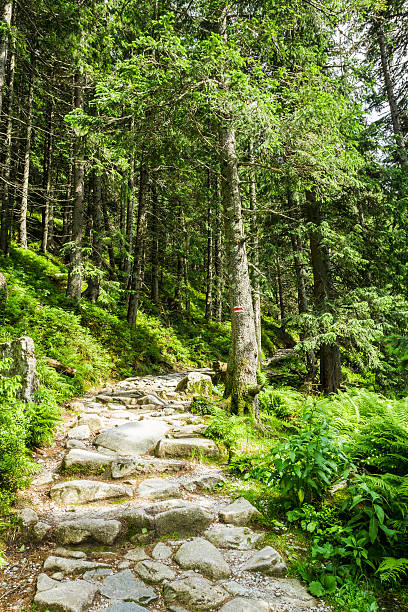 istock Stone path leading to the peak in summer 453863987
