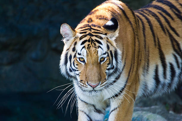 istock Portrait of Amur Tigers 453866957