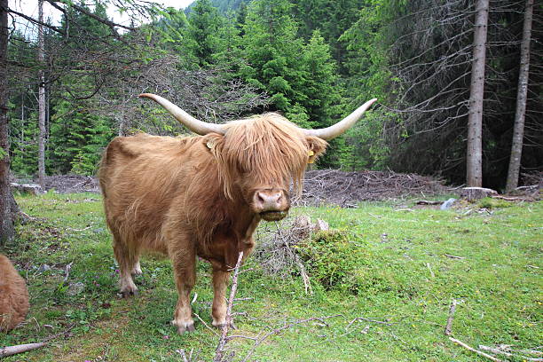 istock Highland Cattle, Kyloe in the Forest 453868377