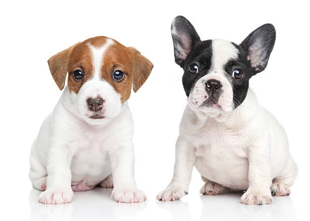 Jack Russell terrier and french bulldog puppies Jack Russell terrier and french bulldog puppies. Close-up portrait on white background french bulldog puppies stock pictures, royalty-free photos & images
