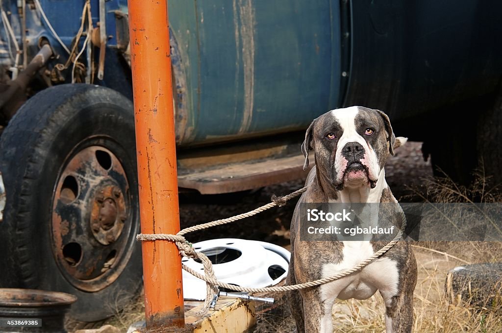 Junk Yard Dog This dog looks mean as they come. He is actually tied up in a junk yard - but the tying was done by a 5 year old little boy. This 100 pound dog was crying like a baby because he couldn't get loose. There is actually a bullet hole in the truck door - right behind his head. Dog Stock Photo