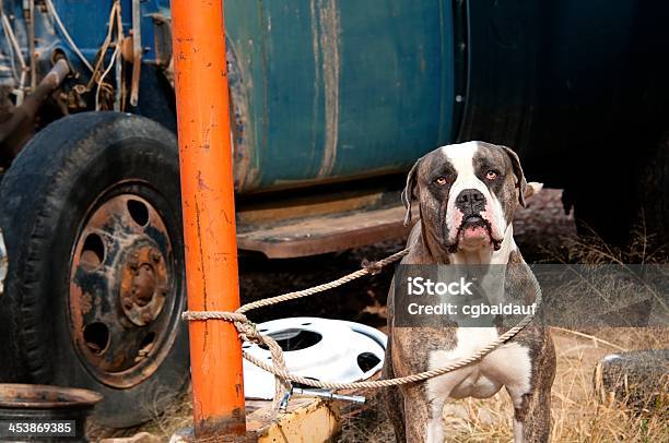 Junk Yard Dog Stock Photo - Download Image Now - Dog, Junkyard, Pole