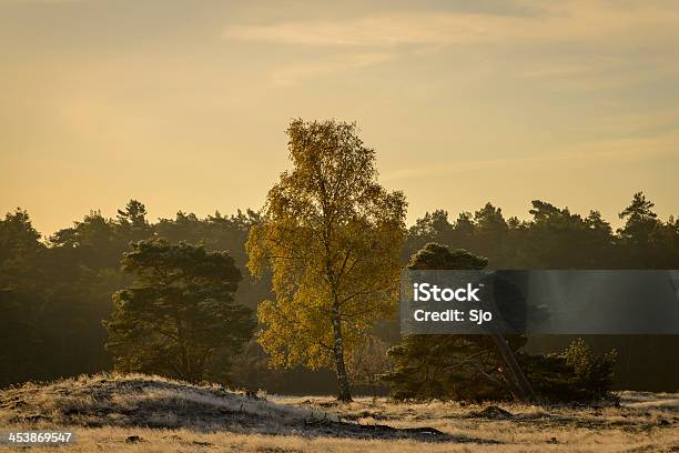 Veluwe Sunrise Foto de stock y más banco de imágenes de Aire libre - Aire libre, Belleza de la naturaleza, Boscaje