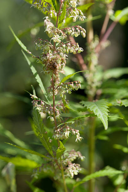 istock Hemp (Cannabis sativa) Male Flowers 453869917