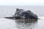 juvenile buckelwal waschungen an land und ihr leben