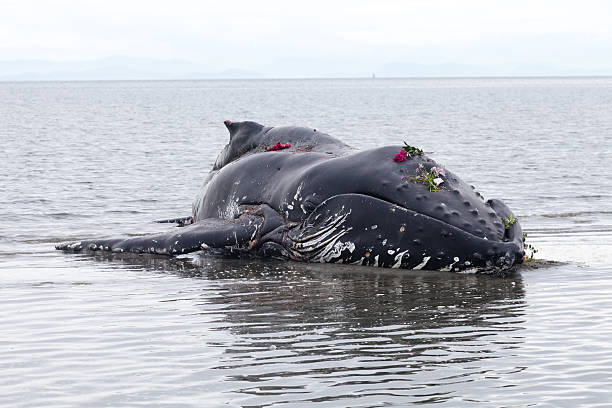 juvenile baleine à bosse délavages à terre et la mort - stranded photos et images de collection