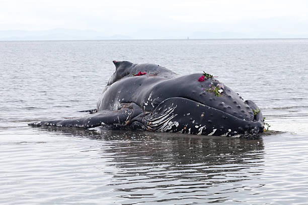 Juvenile Humpback whale washes ashore and died Juvenile Humpback whale washes ashore and died in White Rock BC Canada, June 12, 2012 stranded stock pictures, royalty-free photos & images