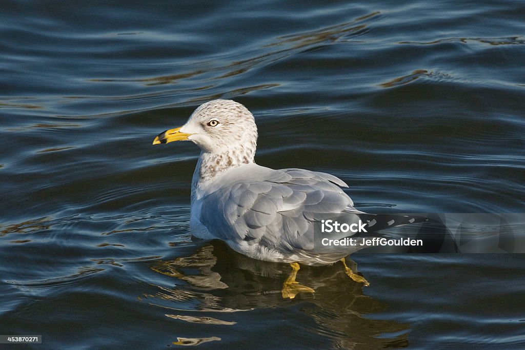 Ring Billed Gull Swimming The Ring-Billed Gull (Larus delawarensis) is a medium-sized gull with a distinctive black ring around its bill. Their breeding habitat is along the coast in Canada or the northern United States. In other areas they breed near lakes and rivers. They nest in colonies on the ground, often on islands. They may keep the same mate and nesting site from year to year. Ring-billed gulls forage for food while swimming, walking or wading. They are omnivorous, feeding on insects, fish, grain, eggs, earthworms and rodents. The ring-billed gull is opportunistic and will take food discarded by humans. This ring-billed gull was photographed while swimming in a pond at the Nisqually National Wildlife Refuge near Olympia, Washington State, USA. Animal Stock Photo