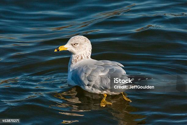 Ring Billed Gull Swimming Stock Photo - Download Image Now - Animal, Animal Behavior, Animal Wildlife