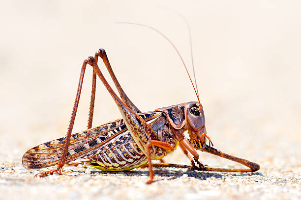 istock Hungry Grasshopper eating others leg 453874547