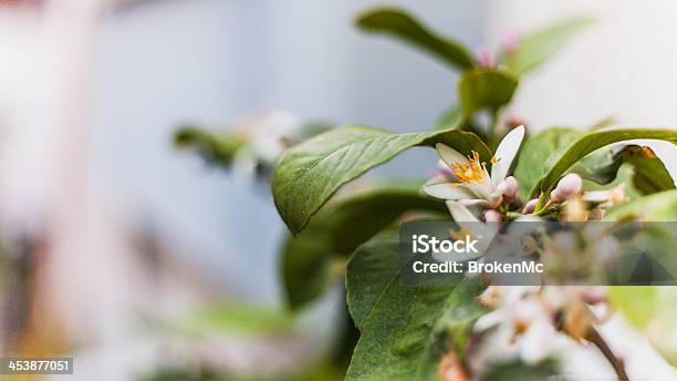 Flor De Limãobravo Citrus Meyeri - Fotografias de stock e mais imagens de Agricultura - Agricultura, Alimentação Saudável, Amarelo