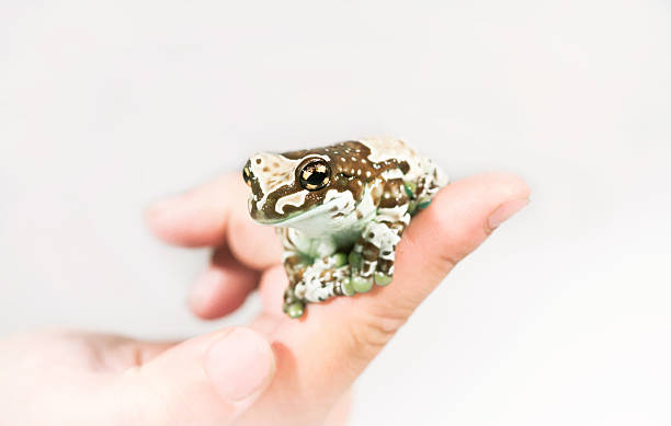 istock Trachycephalus resinifictrix on hand 453878865