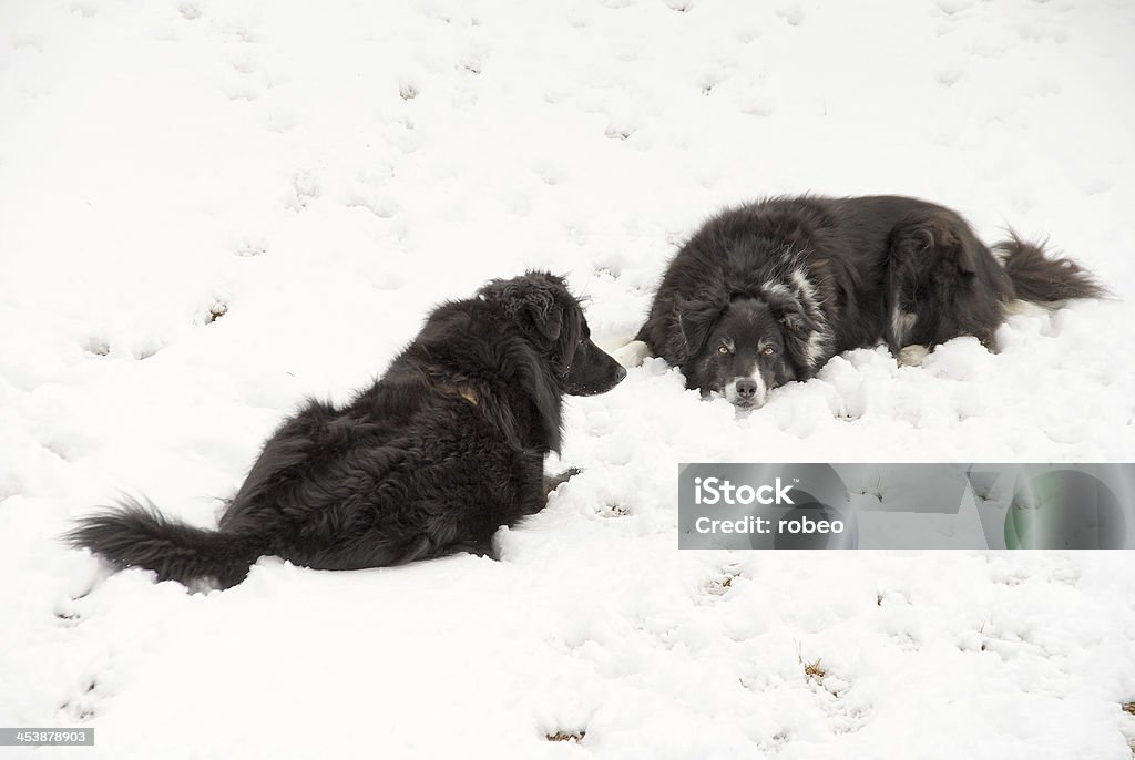 Snow Dogs A border collie and a black lab laying in the snow Animal Stock Photo
