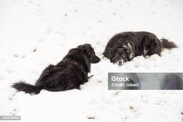 Snow Dogs Stock Photo - Download Image Now - Animal, Black Labrador, Blizzard