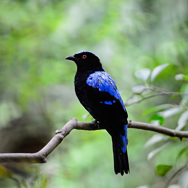 istock Asian Fairy Bluebird 453879471