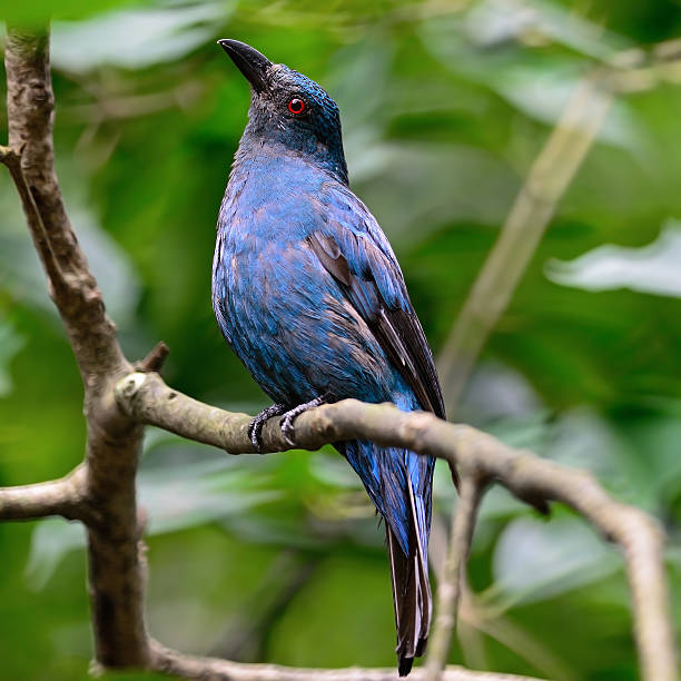 Asian Fairy Bluebird