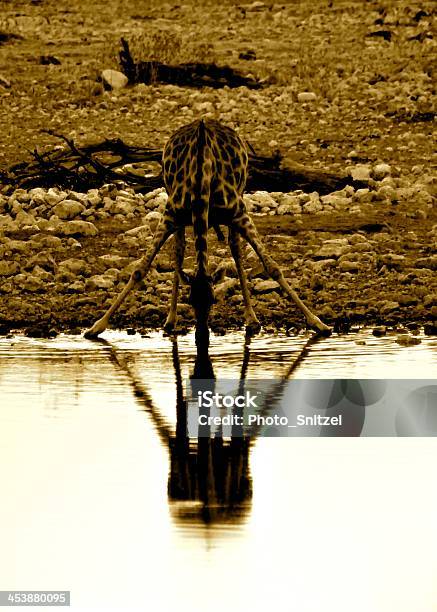 Photo libre de droit de Girafe Sur Le Plan Deau banque d'images et plus d'images libres de droit de Afrique - Afrique, Animaux de safari, Animaux à l'état sauvage