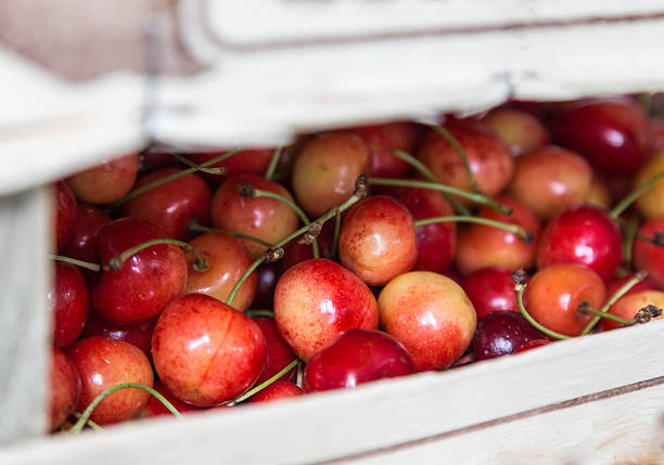 istock fresh white cherry in wooden box 453880525