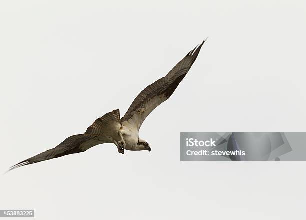 Photo libre de droit de Balbuzard Pêcheur En Vol banque d'images et plus d'images libres de droit de Aile d'animal - Aile d'animal, Balbuzard pêcheur, Blanc