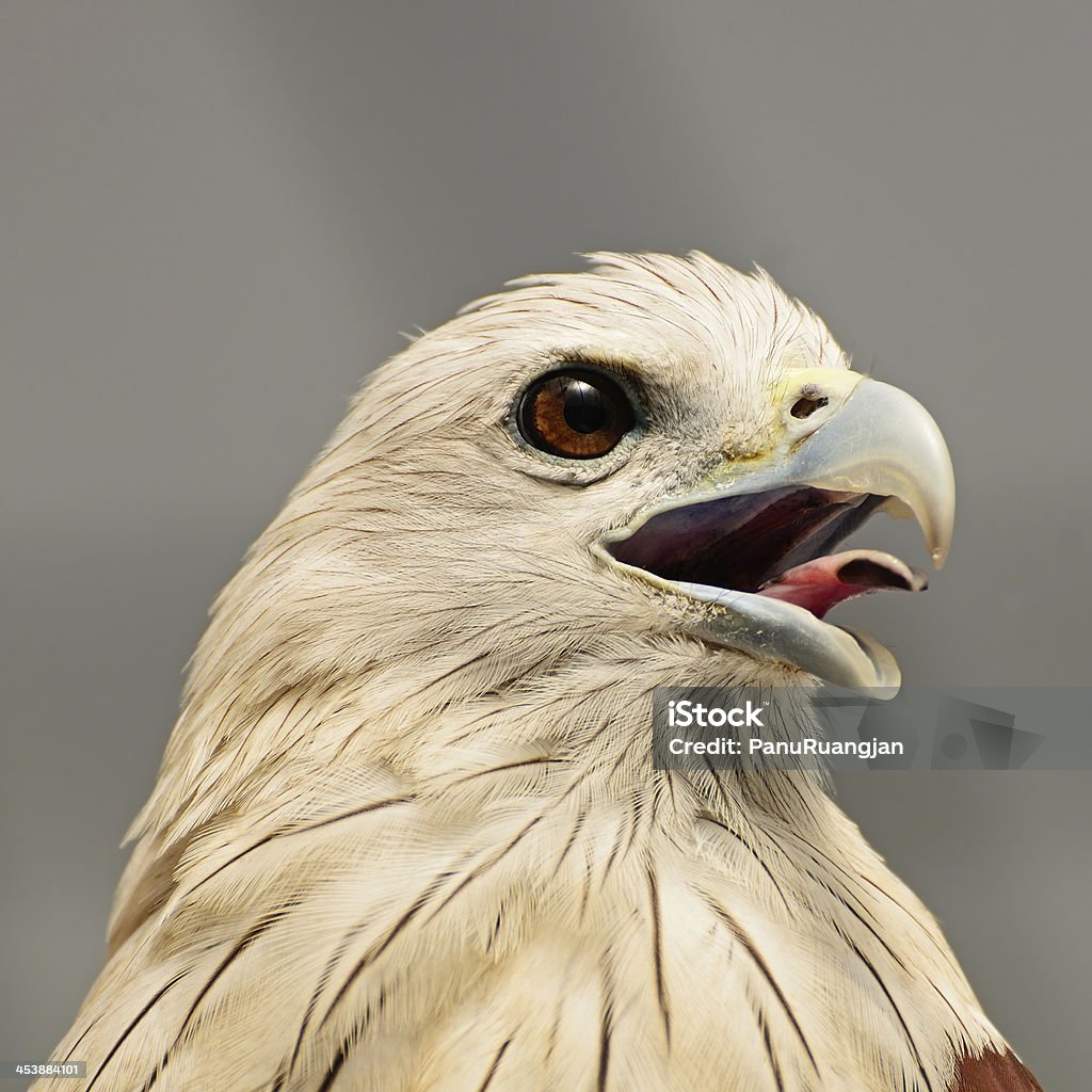 Brahminy Kite Brahminy Kite (Haliastur indus), face profile Animal Stock Photo