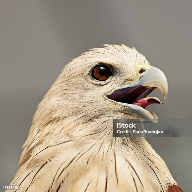 Brahminy Kite Stock Photo - Download Image Now - Animal, Animal Body Part, Animal Eye