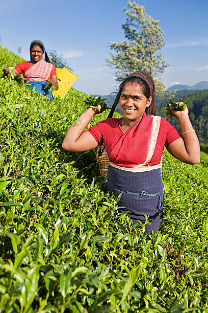 istock Tamil pickers collecting tea leaves on plantation 453884727