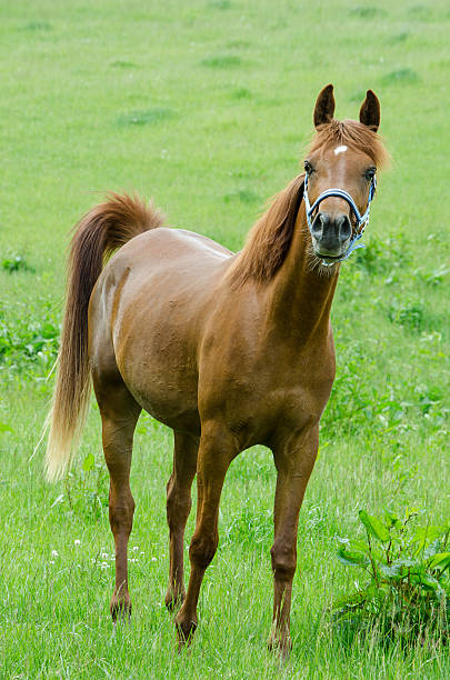 asil 아라비아 말이었습니다-마레 루킹 curiously - asil arabian horse 뉴스 사진 이미지