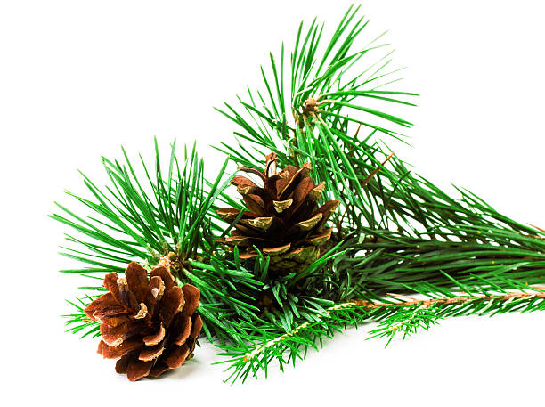 istock Pine branches with Christmas ornaments on white background 453886737